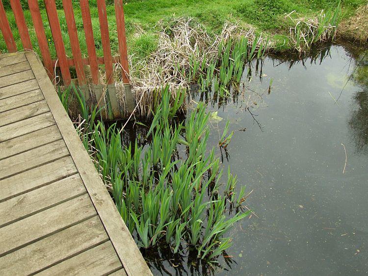 The Main Clump of Irises
