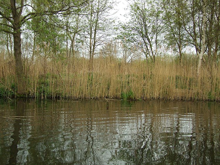 The New Site for the Irises