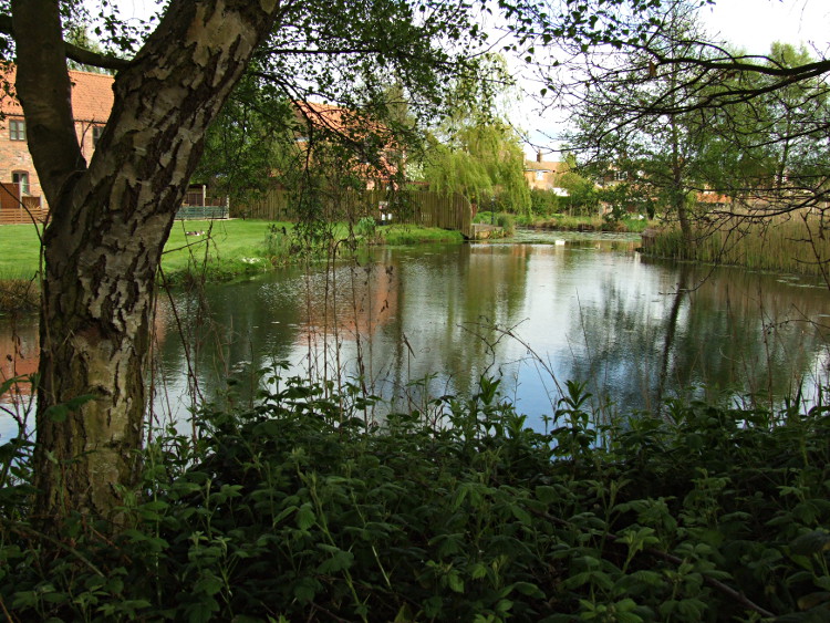 The Lake From Under A Tree