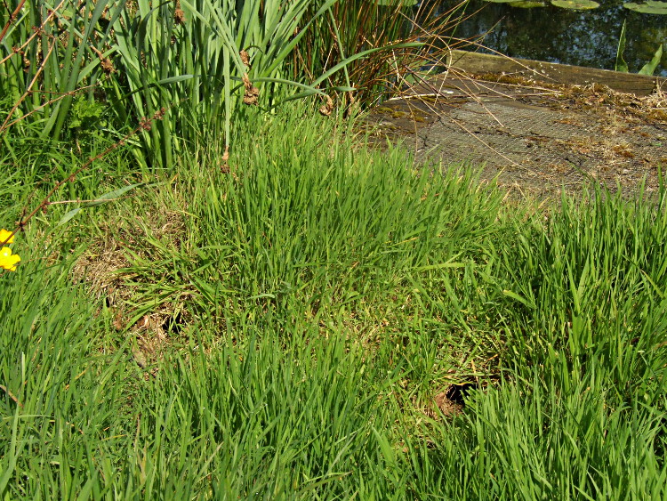 Are They Water Vole Holes?
