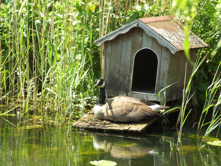 A Goose "in
	residence"