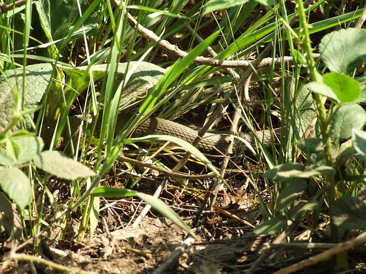 Another Glimpse of a Snake