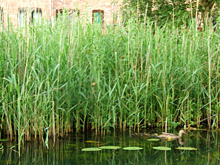 Mother and Six Ducklings