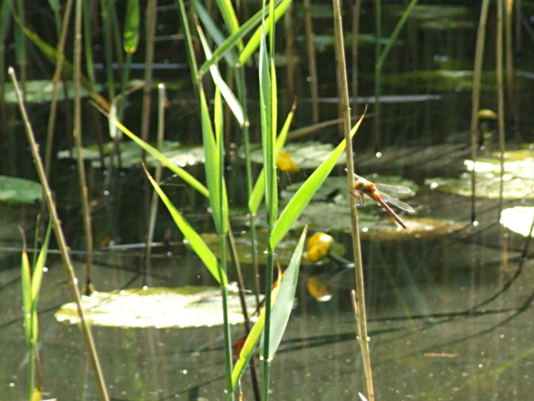 Norfolk Hawker Landed on a
		Reed Stalk