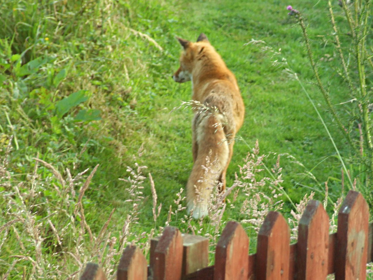 A Fox by the Patio Doors