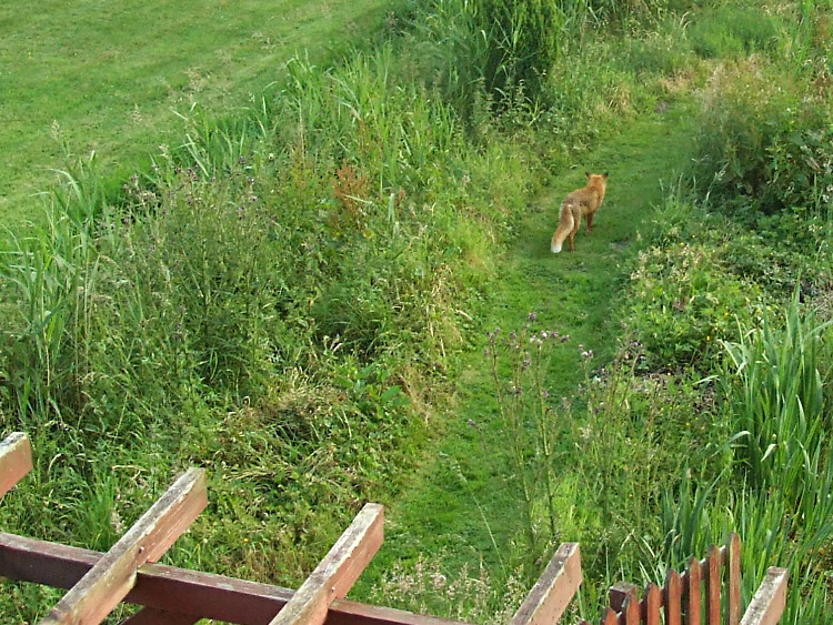 The Fox Strolls Away