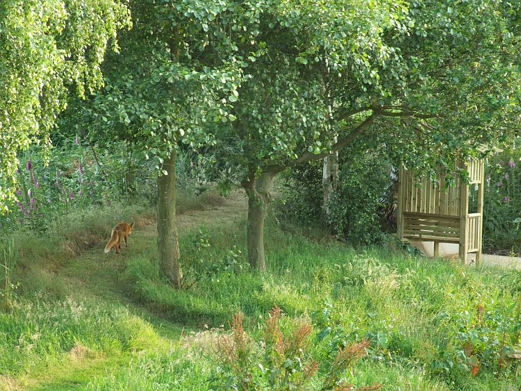 The Fox Takes The High Road