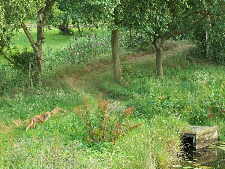 The Fox Stares at the Long
	Grass