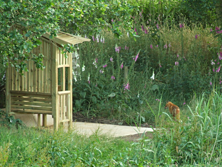 The Fox Amongst The Foxgloves