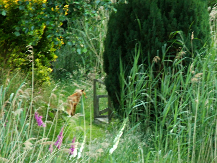 The Fox Departs For The Second Time