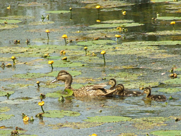 Mother and Ducklings