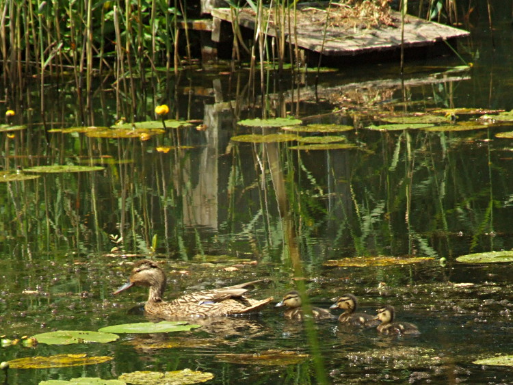 Mother and Ducklings