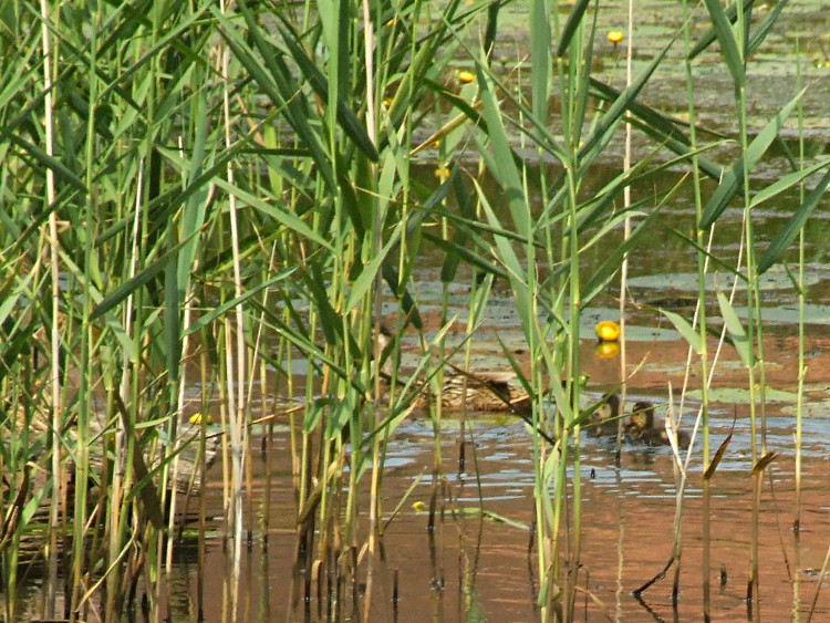 Mother and Ducklings