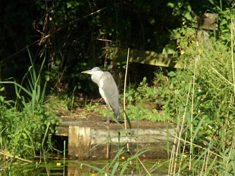 Heron On A Fishing Stand