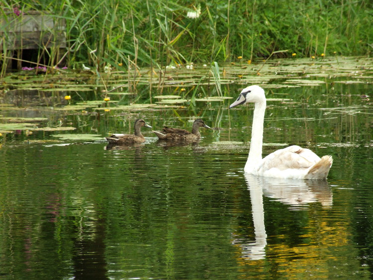 Cygnet and ducks
