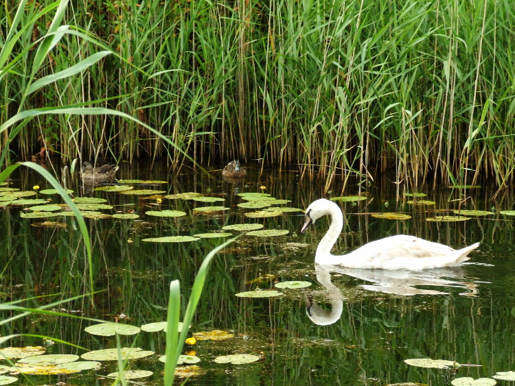 Cygnet and ducks