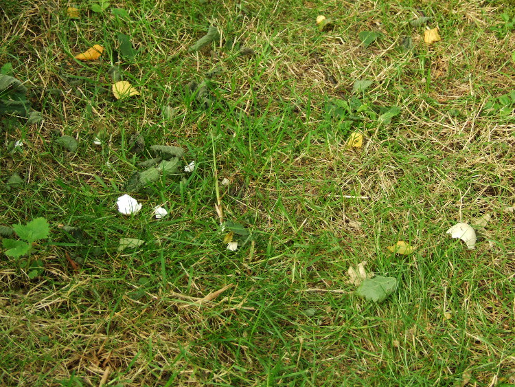 Egg Shells on Island Path