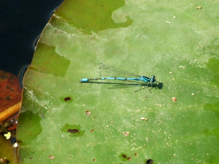 Azure Damselfly