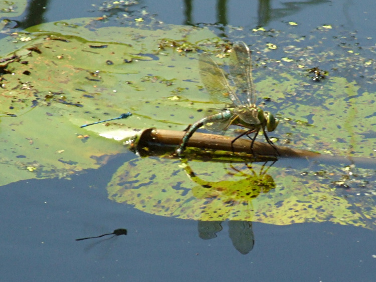 Emperor Dragonfly