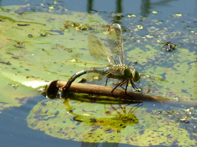 Emperor Dragonfly