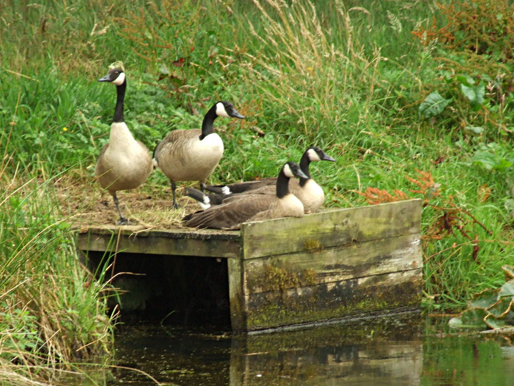 A Family of Geese