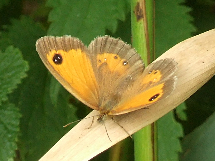Gatekeeper Butterfly