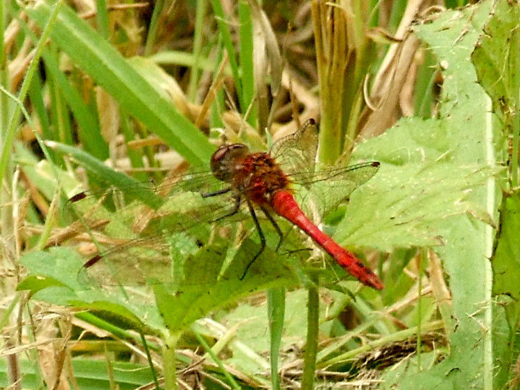 Ruddy Darter
