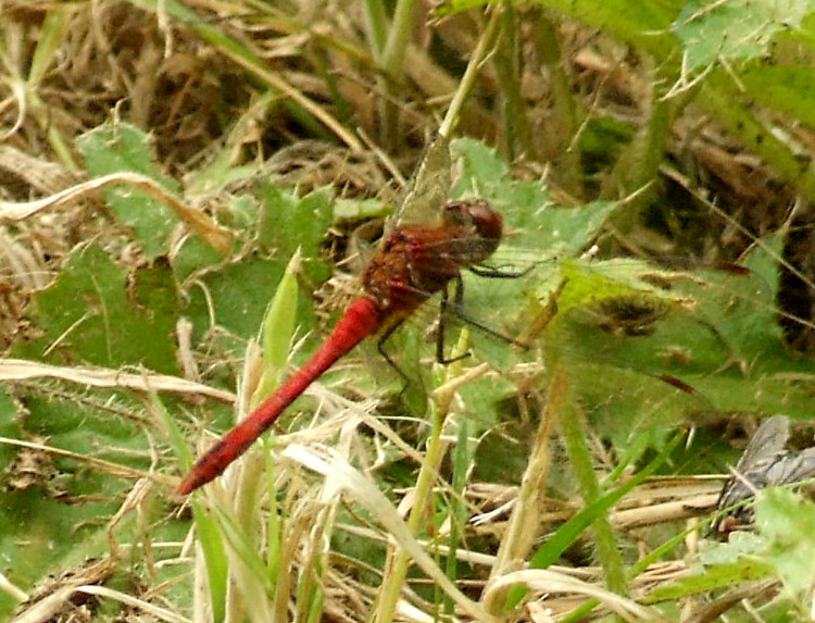 Ruddy Darter