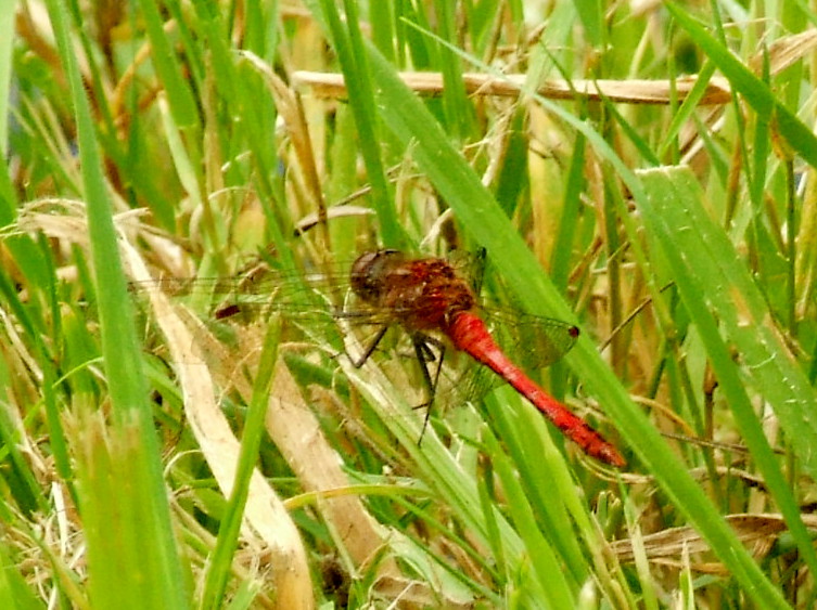 Ruddy Darter