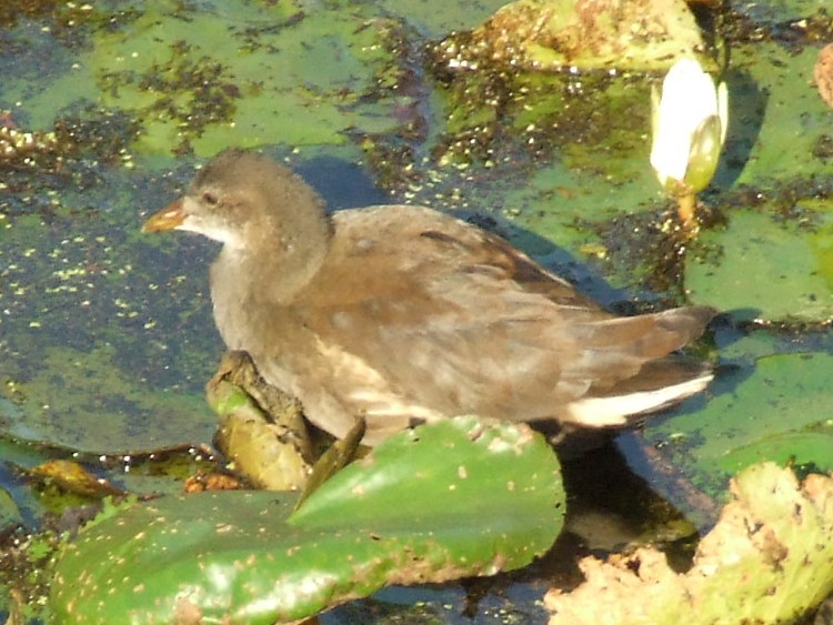 Juvenile Moorhen