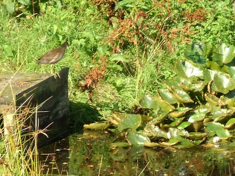 Juvenile Moorhen