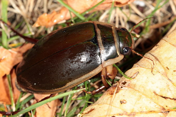 Dytiscus
	marginalis
