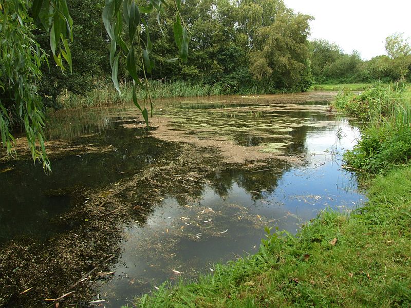 A Fall of Birch Seed