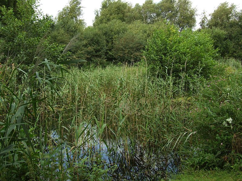 Lake Choked with Weed