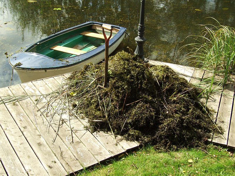 Pile of Pond Weed