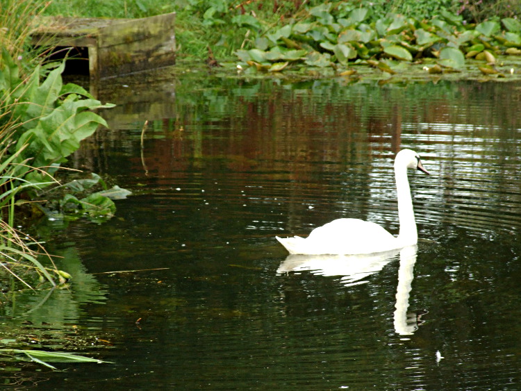 Swan