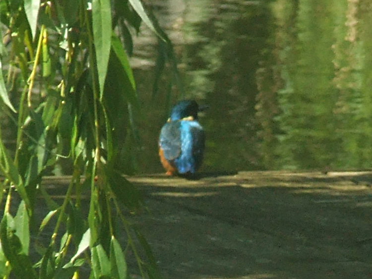 Kingfisher