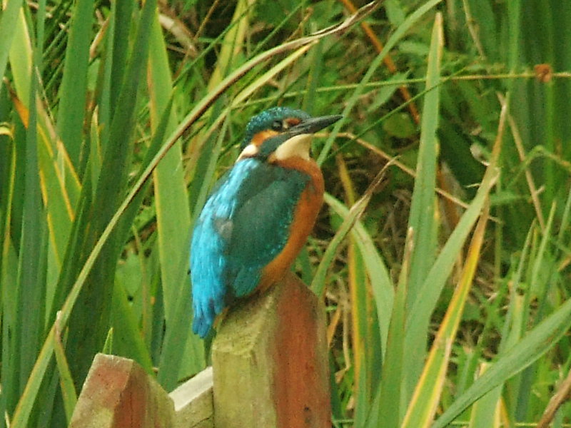 Kingfisher