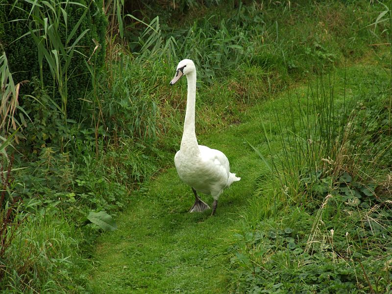 Swan Taking A Walk