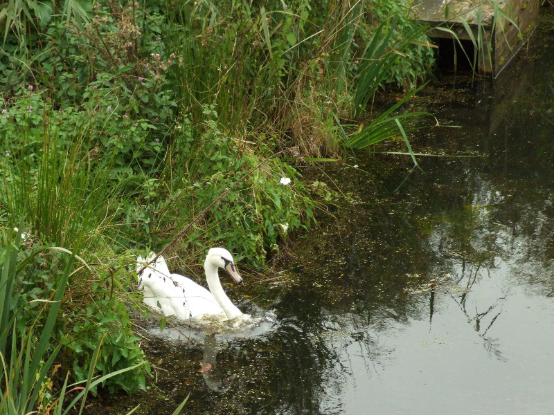 Swan Taking A Walk