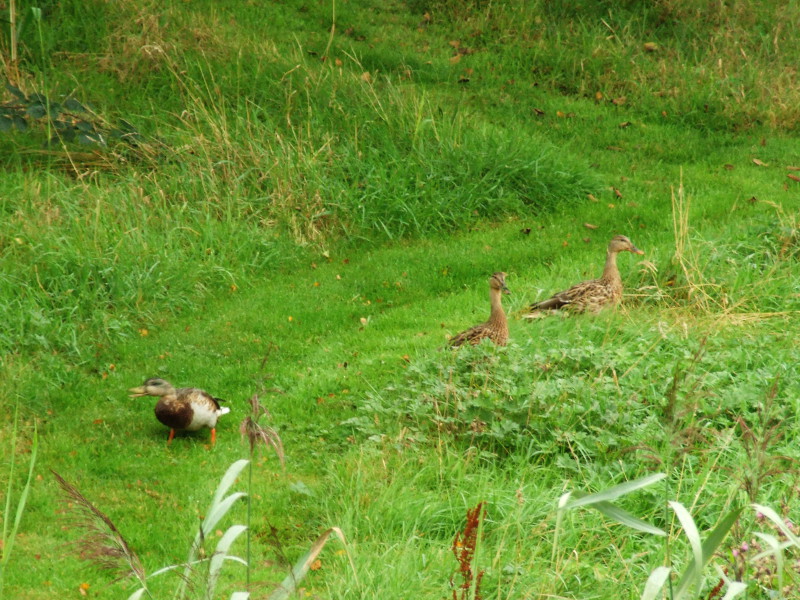 Ducks on the Path