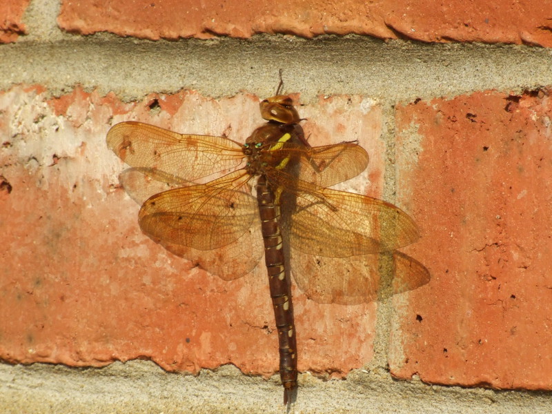 Brown Hawker