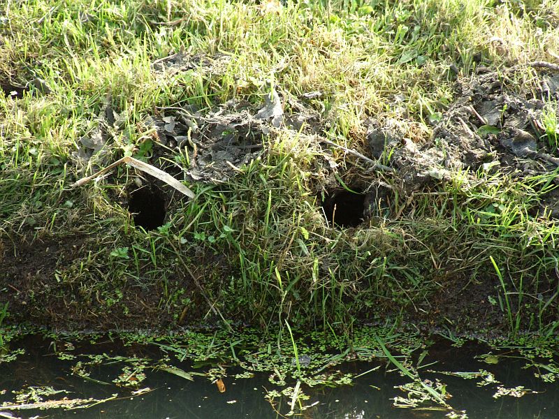 Vole Holes