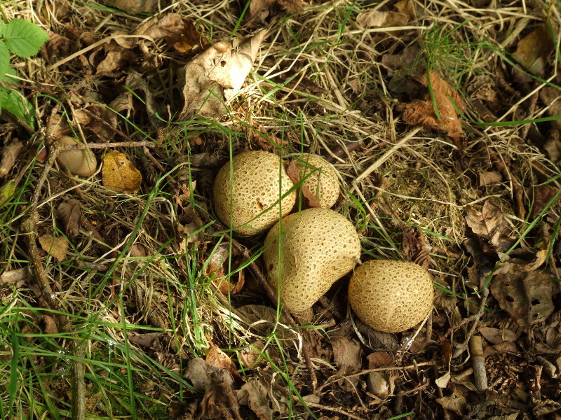 Earthball Fungi