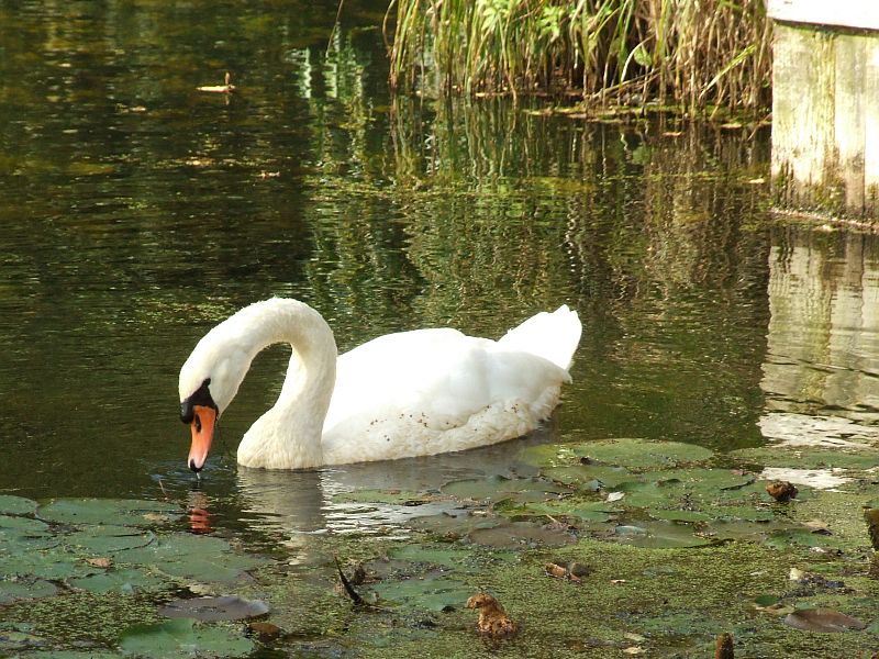 Adult Swan