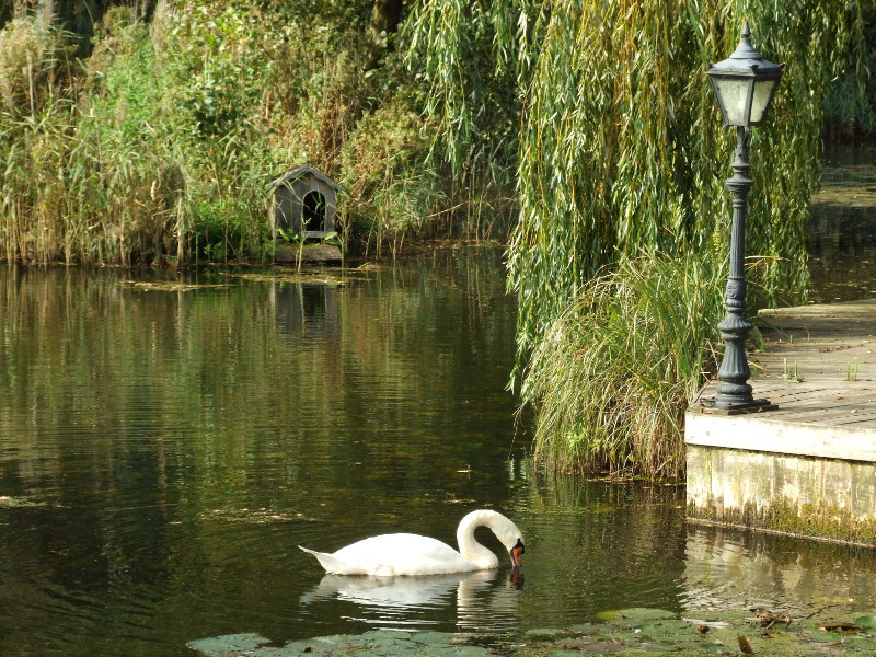 Swan in lake