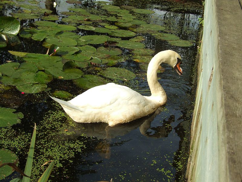 Adult Swan