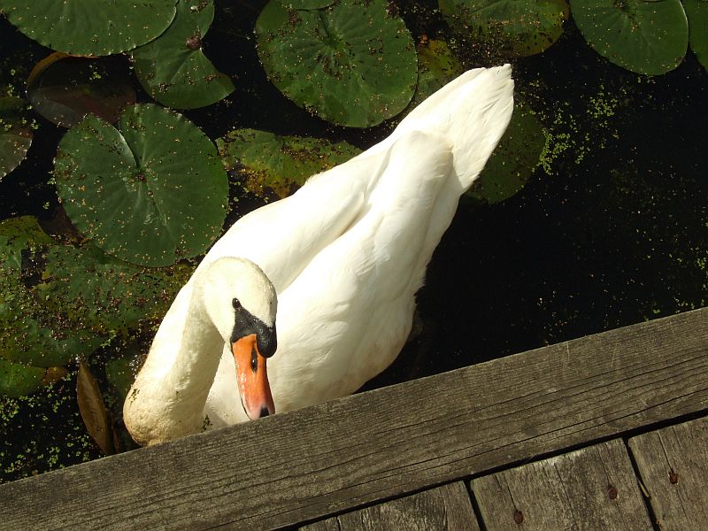 Adult Swan