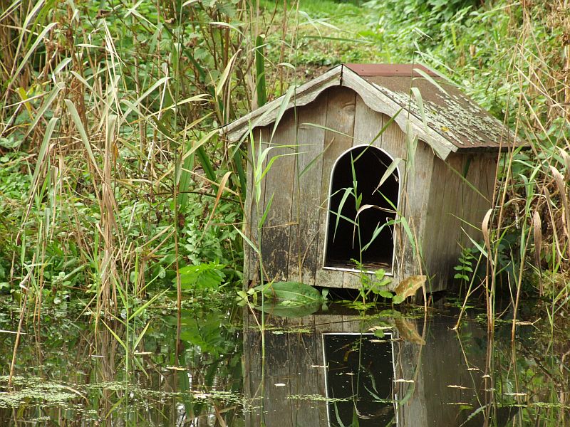The Duck House