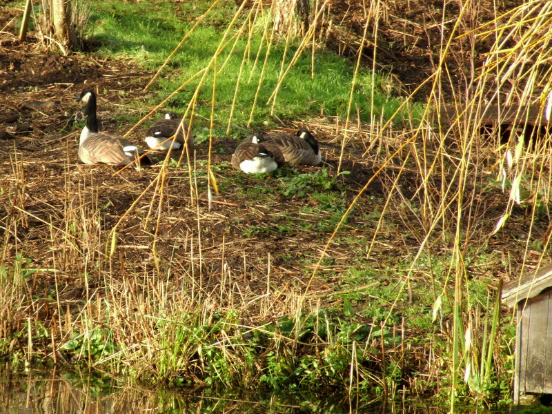 Geese On The Island
